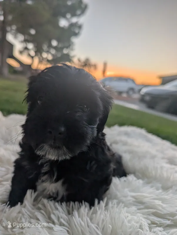 yorkipoo – Shihpoo, Yorkipoo puppy for sale in Barstow, CA