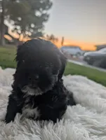 yorkipoo, a male Shihpoo and Yorkipoo for sale in Barstow, CA – 1 of 1