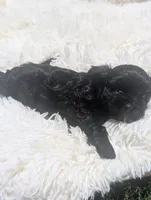 yorkiepoo, a male Shihpoo and Yorkipoo for sale in Barstow, CA – 4 of 7