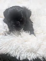 yorkiepoo, a male Shihpoo and Yorkipoo for sale in Barstow, CA – 7 of 7