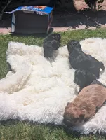 yorkiepoo, a male Shihpoo and Yorkipoo for sale in Barstow, CA – 5 of 7