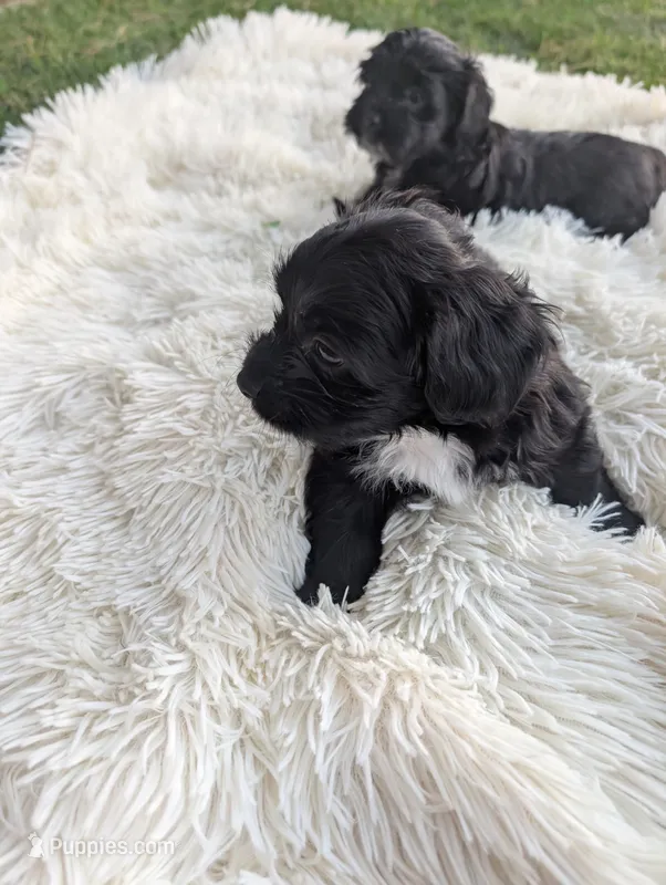 yorkipoo – Shihpoo, Yorkipoo puppy for sale in Barstow, CA