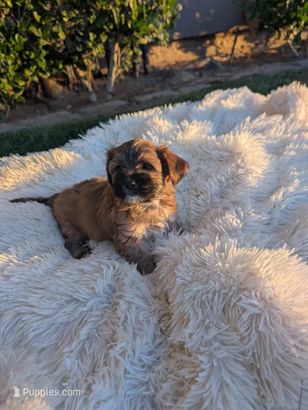 yorkiepoo – Shihpoo, Yorkipoo puppy for sale in Barstow, CA