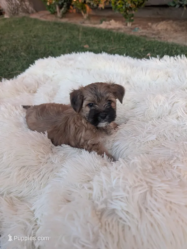 yorkiepoo – Shihpoo, Yorkipoo puppy for sale in Barstow, CA