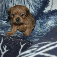Missy, a female Pugapoo for sale in Bremen, IN – Photo 3 of 10