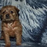 Missy, a female Pugapoo for sale in Bremen, IN – Photo 6 of 10