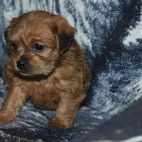 Missy, a female Pugapoo for sale in Bremen, IN – Photo 2 of 10