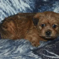 Missy, a female Pugapoo for sale in Bremen, IN – Photo 9 of 10