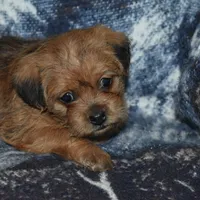 Missy, a female Pugapoo for sale in Bremen, IN – Photo 8 of 10