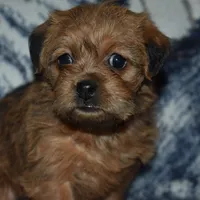 Missy, a female Pugapoo for sale in Bremen, IN – Photo 1 of 10