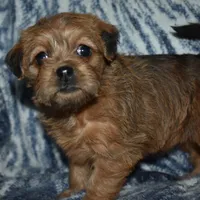 Missy, a female Pugapoo for sale in Bremen, IN – Photo 5 of 10