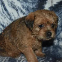 Missy, a female Pugapoo for sale in Bremen, IN – Photo 7 of 10