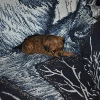 Missy, a female Pugapoo for sale in Bremen, IN – Photo 10 of 10