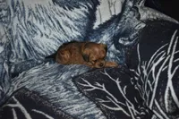 processed/8d012584-bb90-4109-bc58-374fb9e160a9/listing/099c267b-2c69-4673-af97-99d03fa8a3f2/f1656919-a48c-4001-81e0-505504145e53