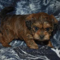Sally, a female Pugapoo for sale in Bremen, IN – Photo 3 of 10