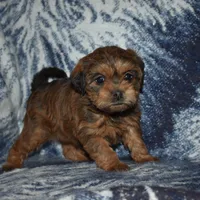 Sally, a female Pugapoo for sale in Bremen, IN – Photo 1 of 10