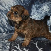 Sally, a female Pugapoo for sale in Bremen, IN – Photo 10 of 10