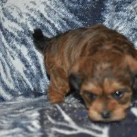 Sally, a female Pugapoo for sale in Bremen, IN – Photo 2 of 10