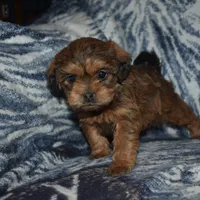 Sally, a female Pugapoo for sale in Bremen, IN – Photo 4 of 10