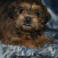 Sally, a female Pugapoo for sale in Bremen, IN – Photo 9 of 10