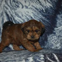 Sally, a female Pugapoo for sale in Bremen, IN – Photo 7 of 10
