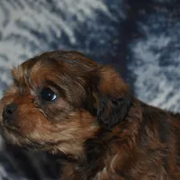 Sally, a female Pugapoo for sale in Bremen, IN – Photo 5 of 10
