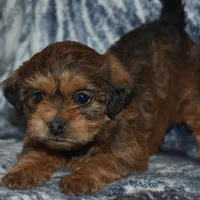 Sally, a female Pugapoo for sale in Bremen, IN – Photo 6 of 10