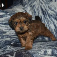Sally, a female Pugapoo for sale in Bremen, IN – Photo 8 of 10