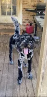 Banks, a male Aussiedoodle for sale in Pine Bluff, AR – 2 of 3
