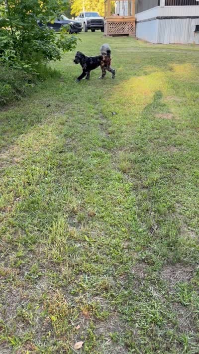 Banks, a male Aussiedoodle for sale in Pine Bluff, AR – 3 of 3