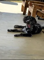 Banks, a male Aussiedoodle for sale in Pine Bluff, AR – 1 of 3