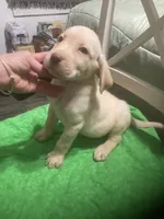 Yellow boy, a male Labrador Retriever for sale in Albemarle, NC – 3 of 5