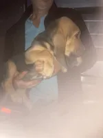 Bloodhound boy by Moose, a male Bloodhound for sale in Albemarle, NC – 2 of 8