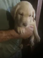 Coco Light yellow boy, a male Labrador Retriever for sale in Albemarle, NC – 2 of 5