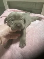 Lab Silver boy, a male Labrador Retriever for sale in Albemarle, NC – 3 of 3