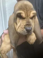 Blk/Tan girl , a female Bloodhound for sale in Albemarle, NC – 4 of 6