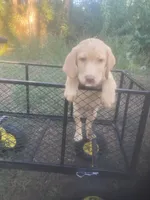Yellow male, a male Labrador Retriever for sale in Albemarle, NC – 4 of 8