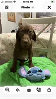 Chocolate boy, a male Labrador Retriever for sale in Albemarle, NC – 2 of 4