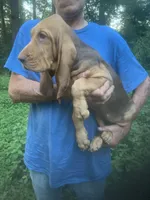 Bloodhound girl $600, a female Bloodhound for sale in Albemarle, NC – 3 of 6