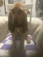 Daisy girl, a female Bloodhound for sale in Albemarle, NC – 6 of 7