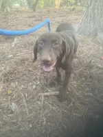 Chocolate male 5 month old, a male Labrador Retriever for sale in Albemarle, NC – 6 of 7