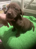 Chocolate boy, a male Labrador Retriever for sale in Albemarle, NC – 7 of 7