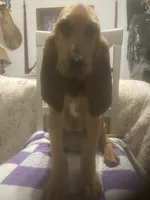 Daisy girl, a female Bloodhound for sale in Albemarle, NC – 5 of 7