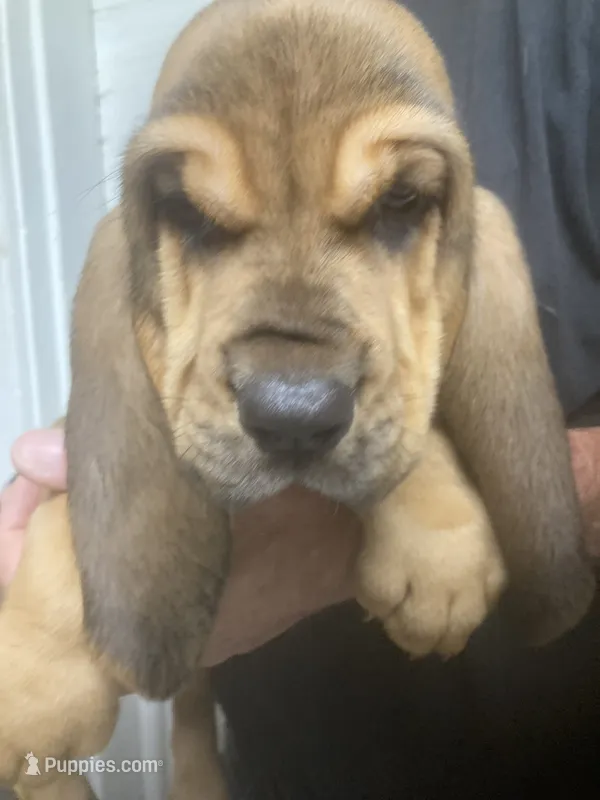 Blk/Tan girl  – Bloodhound puppy for sale in Albemarle, NC
