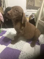 Chocolate girl, a female Labrador Retriever for sale in Albemarle, NC – 5 of 10