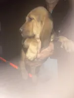 Bloodhound boy by Moose, a male Bloodhound for sale in Albemarle, NC – 4 of 8