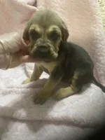 Bloodhound boy $700, a male Bloodhound for sale in Albemarle, NC – 3 of 6
