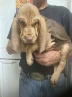 Liver/Tan girl, a female Bloodhound for sale in Albemarle, NC – 9 of 9