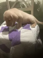 Yellow girl Lab puppy, a female Labrador Retriever for sale in Albemarle, NC – 6 of 7