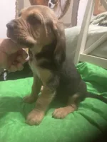 Moose/Sally boy, a male Bloodhound for sale in Albemarle, NC – 2 of 5